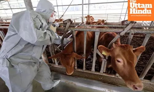 Lumpy skin disease cases grow in South Korea