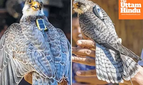 Amur falcons to be tagged with satellite transmitters during Manipur halt to study migratory routes