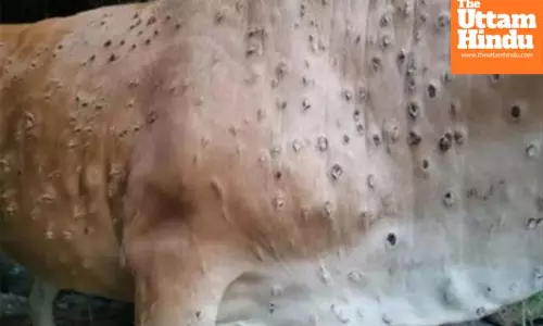 South Korea confirms another case of lumpy skin disease