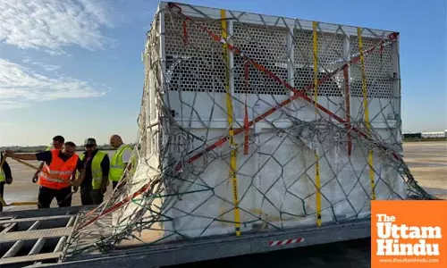 Vantara to Welcome Three African Elephants from Tunisia to Experience a New Life of Care and Compassion