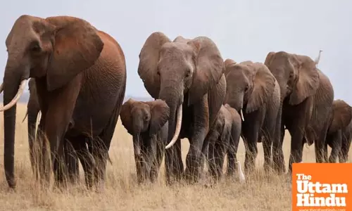 Standing Kodo crop destroyed after death of 10 elephants at MPs Bandhavgarh reserve