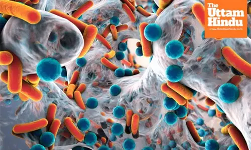 New species of superbug behind spike in severe human infections