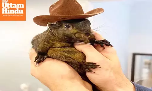 Iconic Instagram Squirrel Euthanized by New York Authorities