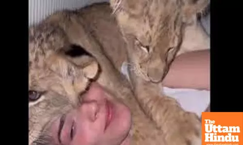Rescued Lion Cubs Adorable cuddle with woman leaves the internet saying, What a feeling...