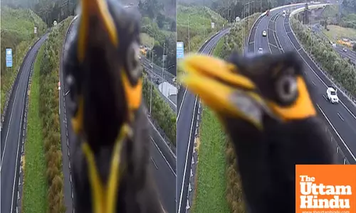 Myna Bird Causes Traffic Camera Stir with Angry Photobomb in New Zealand