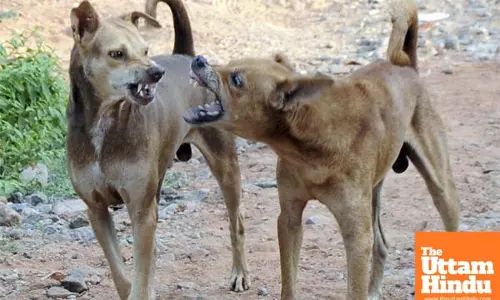 14-month-old killed by stray dogs, sparks public safety concern