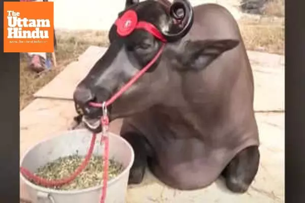 Meet Anmol: The Rs 23 Crore Buffalo Going Viral Meet Anmol: The Rs 23 Crore Buffalo Going Viral