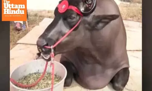 Meet Anmol: The Rs 23 Crore Buffalo Going Viral