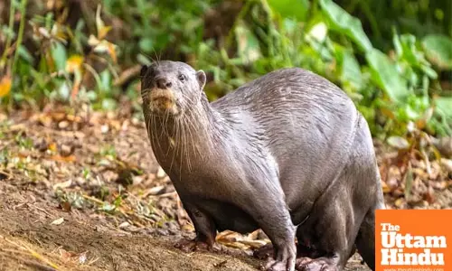 Rare species of smooth-coated otter identified at Vaigai river’s origin in TN
