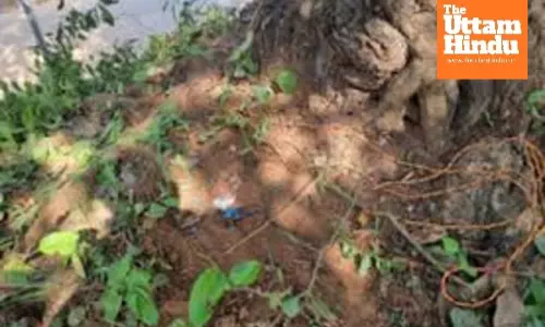 Gadchiroli police recover IEDs on bridge, foil Maoist plan to disrupt Assembly polls