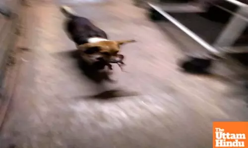 Stray dog snatches Newborn in after woman gives birth in hospitals toilet