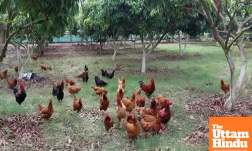 India’s ban on antibiotics in animal food products to help curb AMR: Report