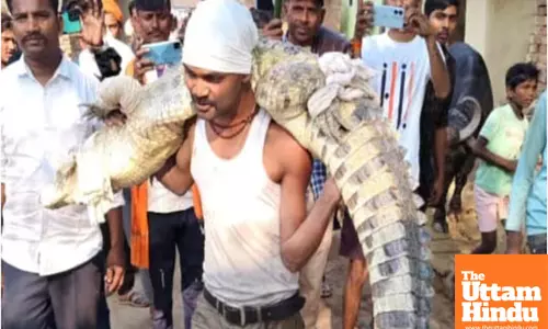 UP man carries 20-foot, 150-kg crocodile on his shoulders to safety, video stuns internet!