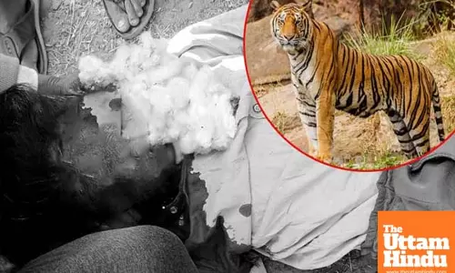 Woman killed in tiger attack in Telanganas Asifabad district