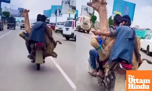 Camel on a Bike? This Viral Video Will Have You Wondering How It Happened!