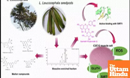 Medicinal plant Subabul may aid in diabetes control: IASST study