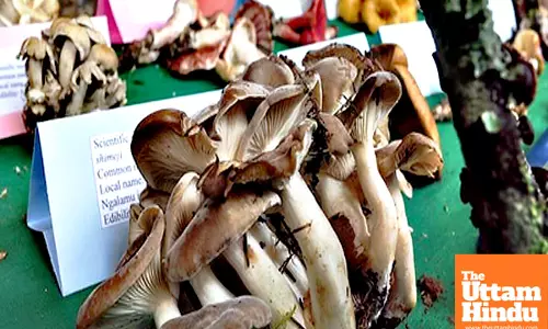 Eating 5 mushrooms a day may help combat heart disease, cancer