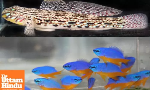 CMFRI achieves breakthrough in captive breeding of marine ornamental fishes