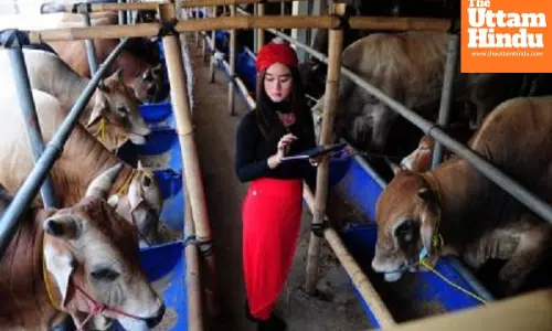 Indonesia to import two million live cattle by 2029