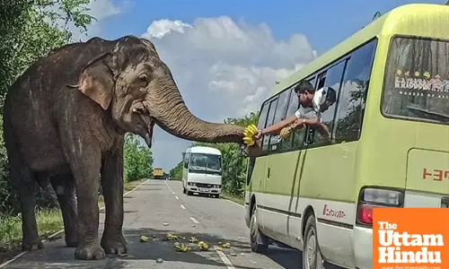 Raja the Elephant Collects Road Tax – Bananas Only! Sri Lanka’s 40-Year-Old Star Steals the Show!