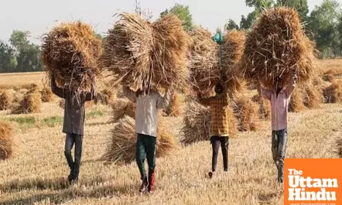 Centre’s millet scheme is boosting farmers’ incomes: Minister