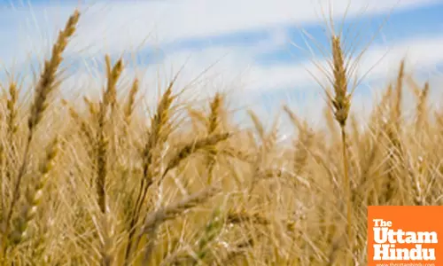 India’s consumption story optimistic, agriculture growth a bright spot: Report