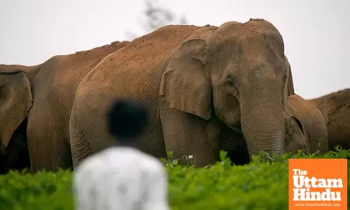Elephant Terror in Valparai: High Alert Declared in Tamil Nadu