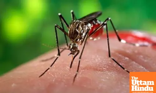 Malaria cases, deaths in India decline by 69pc between 2017-2023: WHO