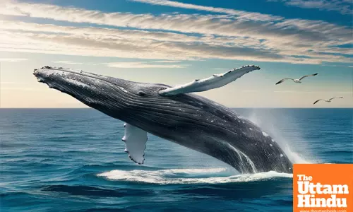 Humpback whale’s 13,046 km journey from Pacific to Indian Ocean in search of mate—longest mammal migration ever! The shocking details will leave you in awe!