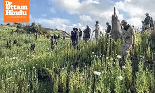 Manipur Cracks Down on Drug Trade: Over 110 Acres of Poppy Fields Destroyed