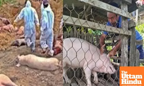 Mizoram in crisis: over 39,200 pigs slaughtered as African swine fever strikes