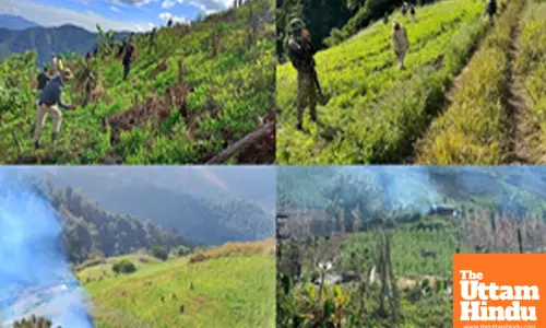 Crackdown on illegal poppy farming in Manipur: Assam Rifles destroyed 6,228 acres in 5 years