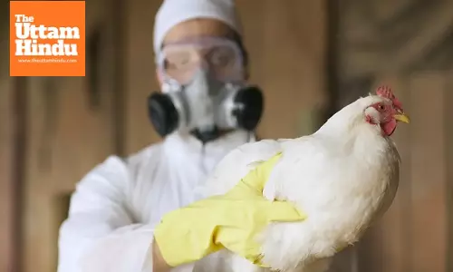 US California declares state of emergency over bird flu
