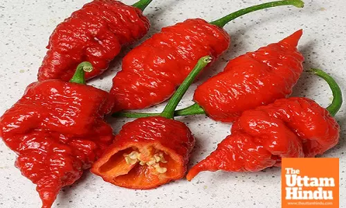 Toxic Workplace in China: Workers Punished with Death Chilies for Failing to Meet Goals