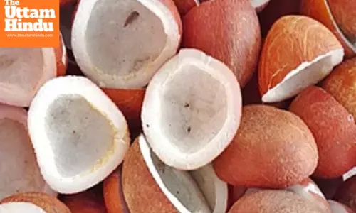 Cabinet hikes MSP for Copra to Rs 12,100 per quintal