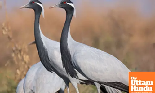 Bird flu virus detected in dead crane in Rajasthan