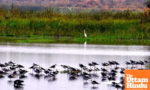 Plea in SC seeks protection of all wetlands under 2017 conservation and management rules