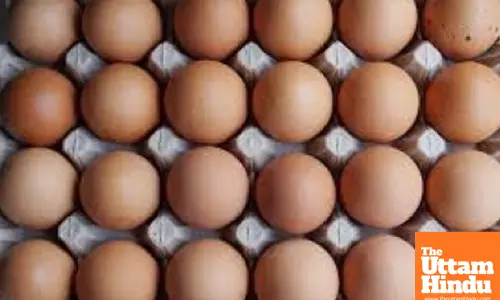 US egg prices soar to yearly high amid bird flu, holiday demand