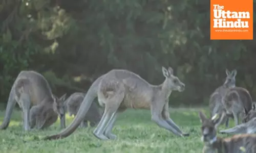 Australian man arrested over deaths of 98 kangaroos