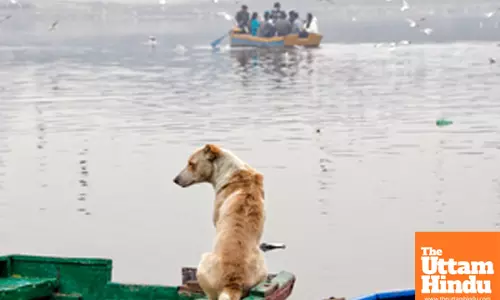 New Delhi: A dog sits attentively on a wooden boat gazing at a distant rowboat surrounded by seagulls