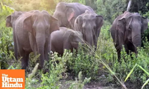 50 wild elephants electrocuted in Sri Lanka this year