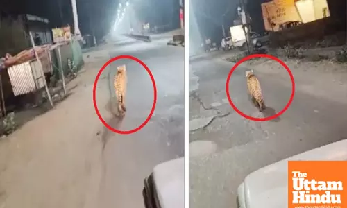 Cheetah makes daring escape from Kuno National Park, spotted running through city streets – Video