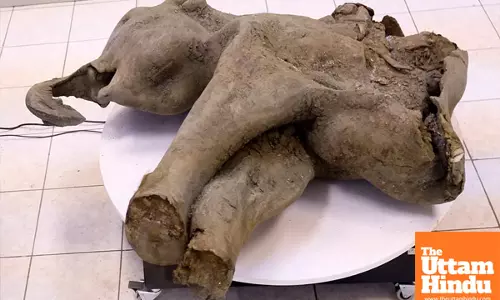 Mammoth Discovery: 50,000-Year-Old Baby Mammoth Yana Found in Siberias Thawing Permafrost