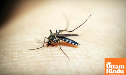 Ethiopia battles malaria surge: Over 520,000 cases reported in May, says WHO