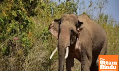 MP Forest Department steps up to find solution to human-elephant conflict at BTR