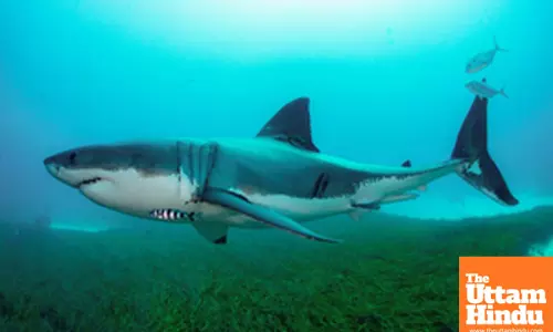 Man dies after shark attack off Australia coast