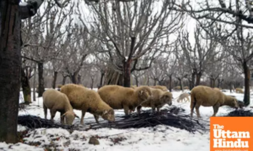 Baramulla: A flock of sheep grazes in a snow-covered apple orchard in the Rafiabad area