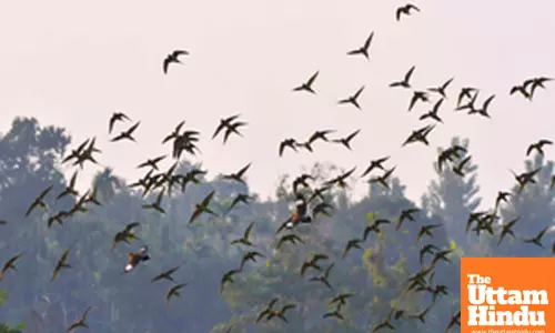 Nagaon: A flock of parrots flies near a paddy field in Nagaon district