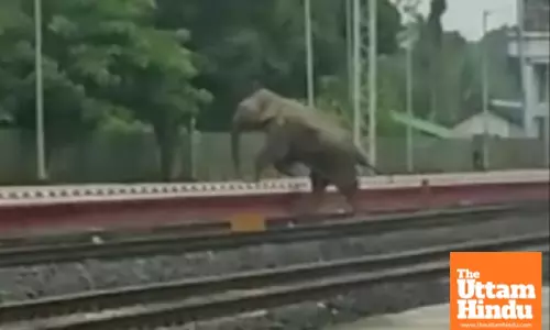 Tripura Forest Department complains to railways after wild elephant injured by speeding train