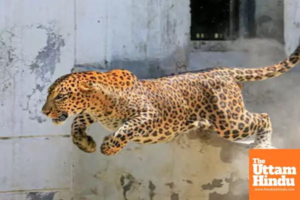 Leopard Enters Infosys Mysuru Campus, Employees Urged to Work From Home Leopard Enters Infosys Mysuru Campus, Employees Urged to Work From Home